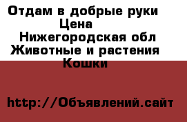 Отдам в добрые руки. › Цена ­ 1 - Нижегородская обл. Животные и растения » Кошки   